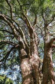 Image result for Afrocarpus falcatus