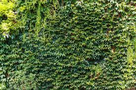 Green Wall Background Stock Photo Images Green Wall Wall Background Background
