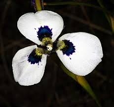 Image result for Moraea carsonii