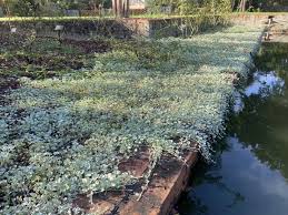 Image result for Dichondra