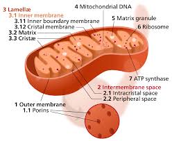 What body systems would use diffusion or osmosis? Crista Wikipedia