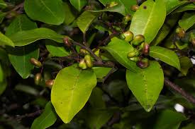 Image result for Apodytes dimidiata