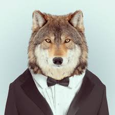 Image result for WOLF PICTURE