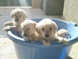 While not a golden retriever, grrand could not let this good boy be forgotten… Cute Doggies And Puppies Free Images Baby Golden Retriever Maryland Usa