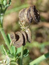 Image result for Medicago laciniata