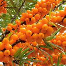 To the south is british south africa, which will protect oranje from portugal should she decide to expand her domain. Winterfrucht Oranje Power Weibliche Pflanze Raritaten Obst Ahrens Sieberz Pflanzenversand Gartenbedarf