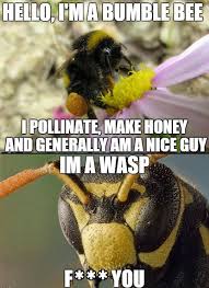 Differences Between A Bumble Bee And A Wasp Funny Captions Funny Pictures Funny Memes