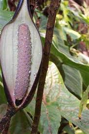 Image result for Pilea johnstonii