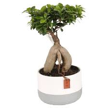 Did i do a big no no? Bonsai Ficus Ginseng Twotone Design Ceramic Florastore