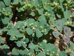 Image result for Euphorbia serpens