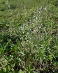 Image result for Daknopholis