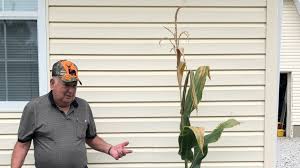 How many ears of corn grow on one stalk? Man Accidentally Grows Corn Stalk With Record Shattering 28 Ears