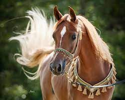 خيل عربي اصيل للبيع في اسرائيل