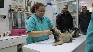 Cizmeli Kedi Veteriner Klinigi Sisli Telefon Adres Ve Yorumlar