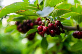 Cherry tree is an ep by the indie rock band the national, released in july 2004. 13 Most Common Types Of Cherry Trees With Pictures Conserve Energy Future