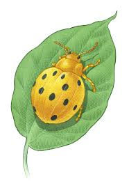 Symptoms of the mexican bean beetle. Mexican Bean Beetle Organic Control Methods Mother Earth News