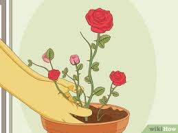 Rose aficionados have tips and tricks by the dozen to grow the perfect bloom. 4 Ways To Care For Roses Wikihow