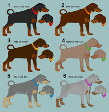 Doberman Colors Doberman Colors Animal Photography Doberman