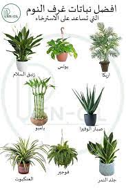 العدو عشيرة قبيلة ابق مستيقظا نباتات الزينة الداخلية بالصور sjvbca org