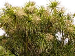 We did not find results for: New Zealand Cabbage Tree Cordyline Australis Inaturalist Nz