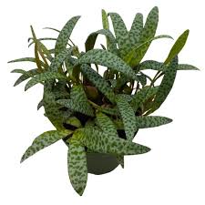 Image result for Ledebouria