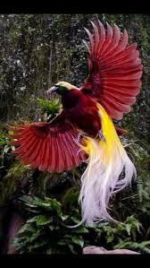 Flying Bird Of Paradise Drawing Bird Of Paradise Flying Paradise Flying Insects Bird Of Paradise Flower Bird Of Paradise Tattoo In 2020 Birds Greater Bird Of Paradise Colorful Birds