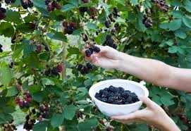 Roofs can dump a ton of snow. 15 Best Fruit Trees And Berries That Grow In The Shade
