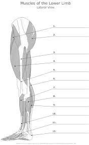 Blank Leg Diagram Wiring Diagrams