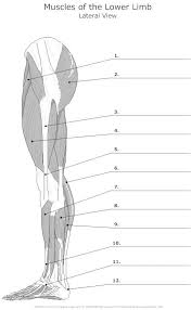 blank leg diagram wiring diagrams