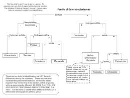 Identification Of Bacteria Flow Chart Edwardsiella Tarda