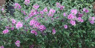 Lavatera Clementii Rosea Tree Mallow Syn Lavatera Olbia Rosea Drought Tolerant Plants Garden Shrubs Planting Flowers