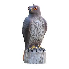 Browse alibaba.com for buying a lifelike hawk decoy to aid you in your jungle hunts. Fake Hawk Hunting Decoy Statue Garden Scarer Decor Red Tailed Hawk Pest Help 10 01 Picclick Uk