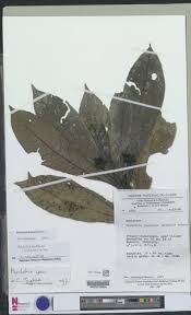 Image result for Psydrax mutimushii