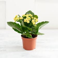 Sainsbury S Kalanchoe Plant Colour May Vary Sainsbury S