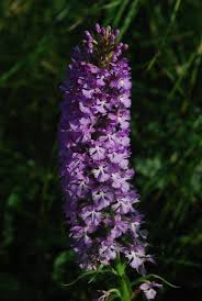 Image result for Platanthera psycodes