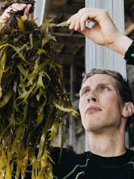How the survival of Tasmania's kelp forests effects Australia's fishing  industry