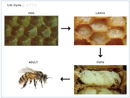 To produce a small number of queens, the beekeeper, who has little experience in this direction, can use a very simple method. Beekeeping Selection Of Bees Life Cycle Of Bees Superbee Blog