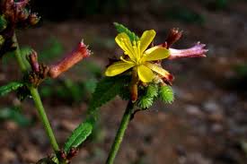 Image result for Triumfetta brachyceras