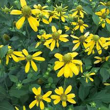 Image result for Rudbeckia laciniata