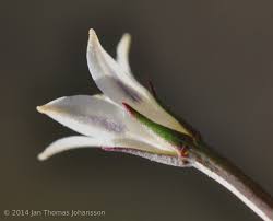 Image result for Wahlenbergia androsacea