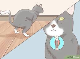Cats can live longer than we think! 3 Ways To Diagnose And Treat Megacolon In Cats Wikihow