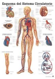 Amazon Com The Human Vascular System Laminated Anatomy
