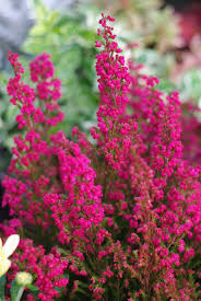 Fertilisation des plantes d'intérieur en hiver: Balcon D Automne La Terre Est Un Jardin