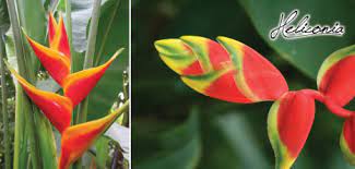 Heliconia Barbados Pocket Guide