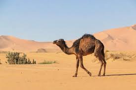 For instance, when they pee, their urine contains very little water, being more of a. Camel Facts Habitat Behavior Diet