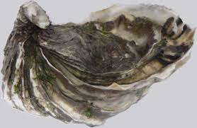 Ostra Japonesa Crassostrea Gigas Klima Naturali