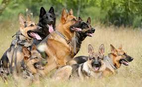 Do German Shepherds Coats Change Color As They Grow