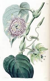 Image result for Passiflora ligularis