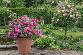 This lovely rose was named after princess alexandra, a cousin of queen elizabeth ii who is a keen gardener and great lover of roses. David Austin Roses On Twitter Planting Roses In Pots Is A Beautiful Way To Frame An Entrance Or Doorway Add Colour To A Shady Corner Or Even Create A Mini Rose Garden