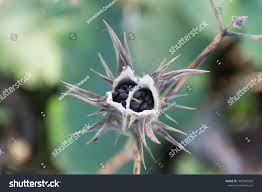 Image result for Datura ferox